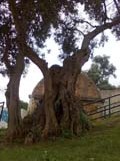 Velha oliveira no acesso ao Bairro do Condado 